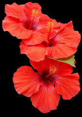 Wall Mural - Fleurs rouges d’hibiscus sur fond noir 