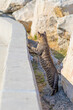 Ciekawski kot między skałami