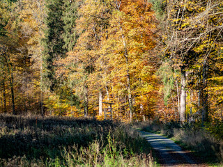 Canvas Print - Herbstwald im November