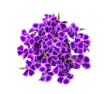 Violet Flower Isolated On Transparent Png