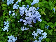 Plumbago Auriculata, The Cape Leadwort, Blue Plumbago Or Cape Plumbago.
The Special Nickname Auriculata Means With Ears Auricle, Referring To The Shape Of The Leaf
