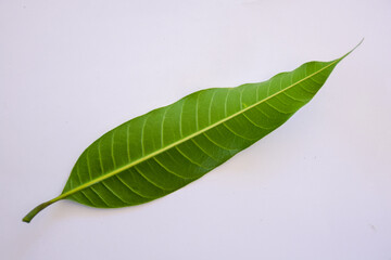 Wall Mural - Mango leaves isolated on a white background