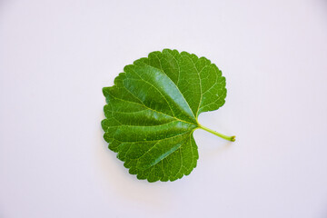 Wall Mural - Isolated mulberry leaves on a white background