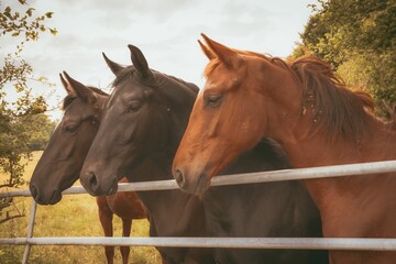 Wall Mural - Scenic view of domestic horses on a ranch in daylight in a French countryside