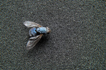 Dead Fly Lying Upside Down, Macro Shot. Insect On A Dark Background