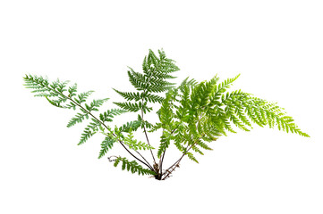 Wall Mural - fern leaf leaves isolated on transparent background png file