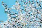 Gałęzie kwitnące jak w Japonii - drzewa wiśni - owocowe drzewo