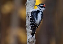 Close-up Shot Of A Downy Woodpecker Checking Tree