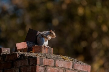 Wall Mural - Cute little squirrel sitting on top of bricks outdoors
