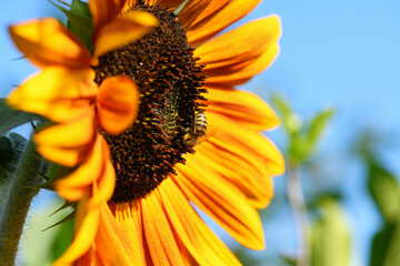 Wall Mural - Bee and flower. Close up of a large striped bee collecting pollen on a yellow sunflower on a Sunny  day. Macro photography. Summer and spring backgrounds