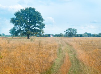 Canvas Print - a lonely standing oak tree