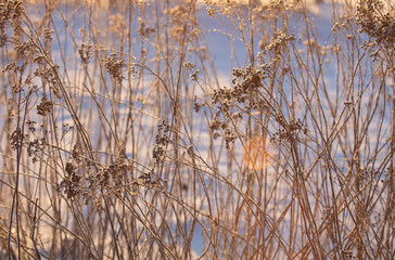 Poster - Dry grass on the snow at sunset.