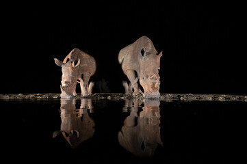 Poster - Southern white rhino at a waterhole