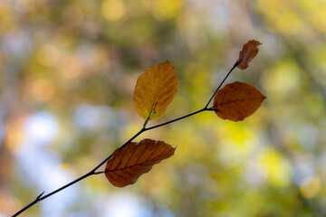 Poster - gelbe Herbstblätter an einem Ast