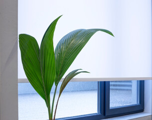 Poster - A houseplant with roller blinds white color in the background. A room with large windows and a terrace. Roller shades close-up on the window in the interior. Selective fokus. 