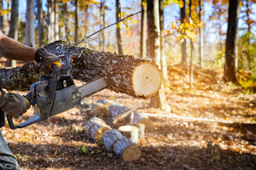 Poster - After hurricane professional utility man cuts broken trunk tree with use of chainsaw