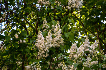 Canvas Print - Spring lilac white flowers