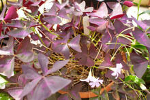 Purple Shamrock Flowers Of Oxalis Triangularis In The Garden. Summer And Spring Time