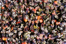 Boiled  Barnacles Percebes Typical Seafood In The Food Of Galicia, Spain