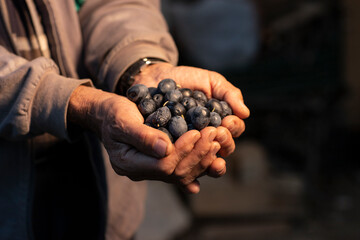 Wall Mural - The farmer shows in his hands the olives harvested from the olive tree