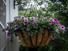 Purple Flowers In A Wicker Basket Hanging On The White Wooden Door. Rustical House Decor. 