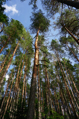 Wall Mural - the view of the pines from below the top