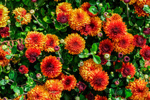 Multicolored Chrysanthemums Background.Colourful Pots Of Chrysanthemums .