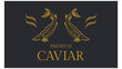 sturgeon fish or beluga caviar fish illustration for seafood logo, caviar logo and label or etc.