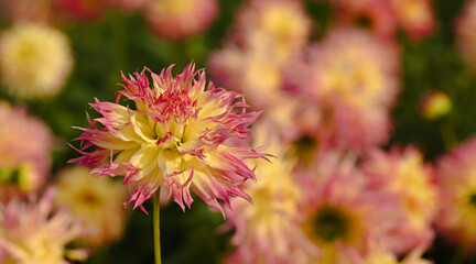 Wall Mural - Beautiful close-up of a laciniated dahlia