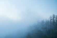 早朝に霧がかかるカラマツ林　富士見町