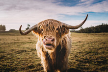 Portrait Of Highland Cattle At Grassy Field Against Sky