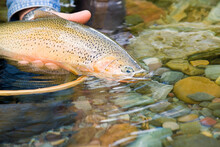 Fly-fisherman Releases Cutthroat Trout On Tributary Of Elk River, BC, Canada