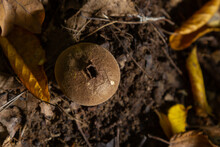 Puffball Mushrooms On A Stump - Lycoperdon Umbrinum In A Moss