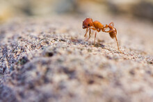 A Lone Red Ant Grooms Itself On The Shore Of The Truckee River At Lockwood, Near Reno, Nevada.