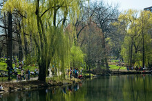 Central Park Pond In New York City