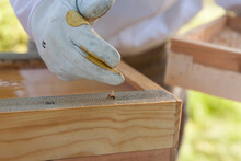Beekeeper Removing Honey Bee