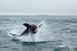 © Cavan Images - A great white shark breaching out of the water grabbing a seal in the False Bay off the coast of South Africa