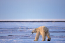 Skinny Hungry Polar Bear Walking Along The Arctic Coast Of Alaska