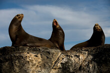 Sea Lions Sit On Coronado Island Near The Town Of Loreto In Mexico's Southern Baja California State