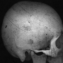 Profile Of Human Skull. (Scratched Surface)