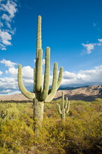 Saguaro Cactus Growing In The Sonoran Desert Near Tucson, Arizona.
