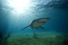 An Underwater Shot Of A Lemon Shark Gliding Over Seagrass