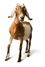 Studio Portrait Of A Mixed-breed Goat On A White Background.