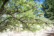 © Cavan Images - Leafy green apple tree in front of rustic white structure