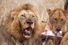Lions (Panthera Leo) Eating Its Prey, Kruger National Park, South Africa