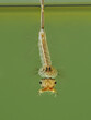 Makrofoto einer Stechmückenlarve unter Wasser vor grünem Hintergrund, Culex sp.