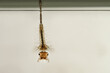 Makrofoto einer Stechmückenlarve unter Wasser vor weißem Hintergrund, Culex sp.
