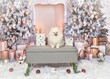 Adorable white Pomeranian dog posing on a festive Christmas room studio background