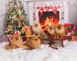 Group of fluffy brown Pomeranian dogs posing on a festive Christmas studio background
