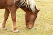 Icelandic brown horse